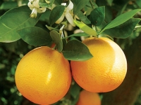 Солодкий апельсин під забороною на багатьох навколоспортивних дієтах