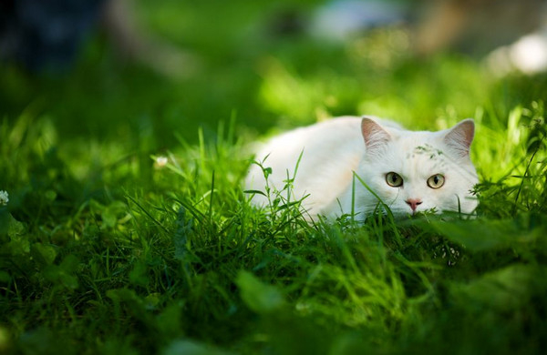 Білі кішки завжди зворушували нас, адже такі красиві і ніжні тварини із зеленими, блакитними або бурштиновими очима не залишать байдужим нікого