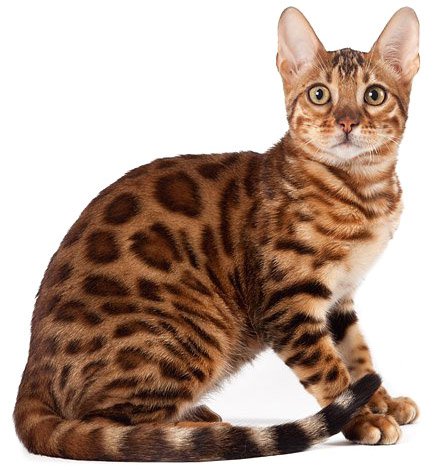Бенгальська кішка - тварина середніх або великих розмірів
