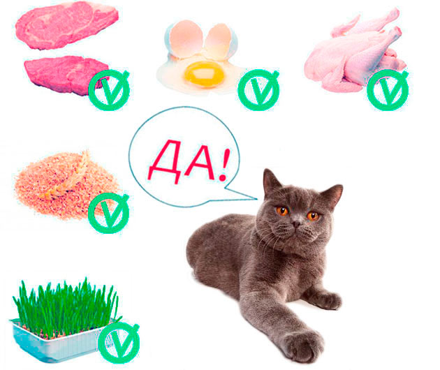 Что можно котенку из еды. Продукты для кошек. Полезные продукты для кошек. Какие овощи нельзя кошкам. Какие овощи давать коту.